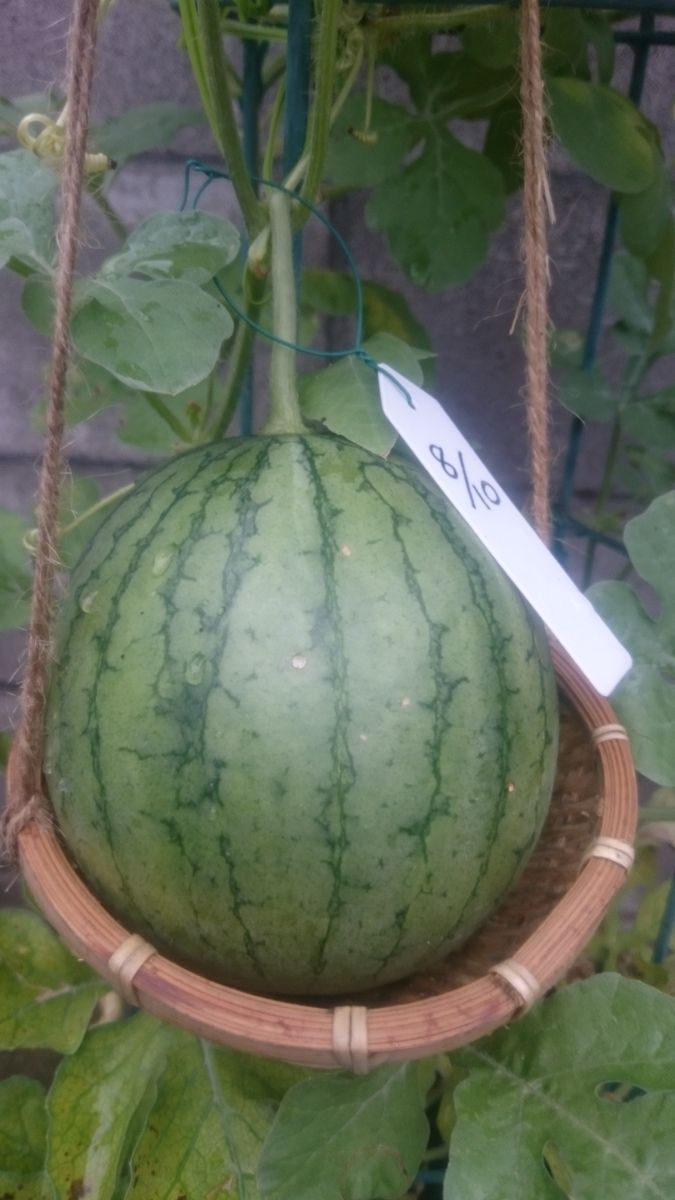 鉢植えスイカ2019🍉 8月31日