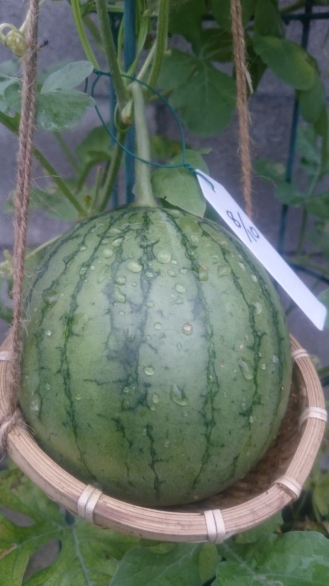 鉢植えスイカ2019🍉 9月1日