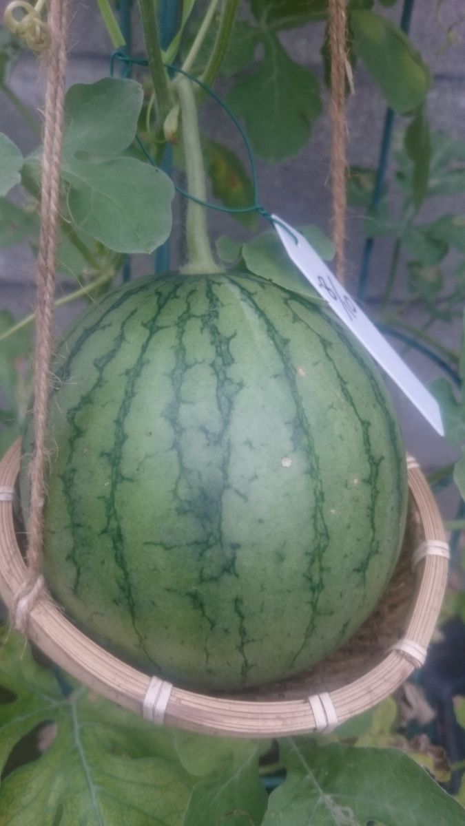 鉢植えスイカ2019🍉 9月2日