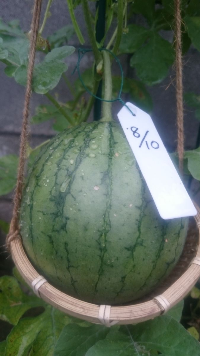 鉢植えスイカ2019🍉 9月3日