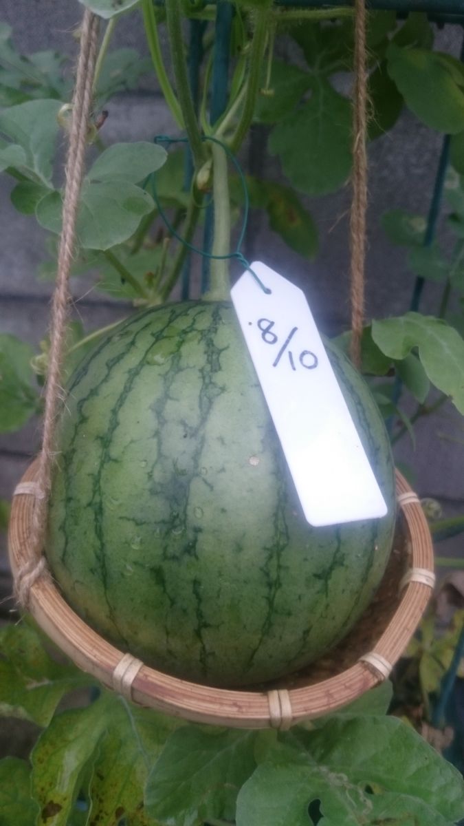 鉢植えスイカ2019🍉 9月4日