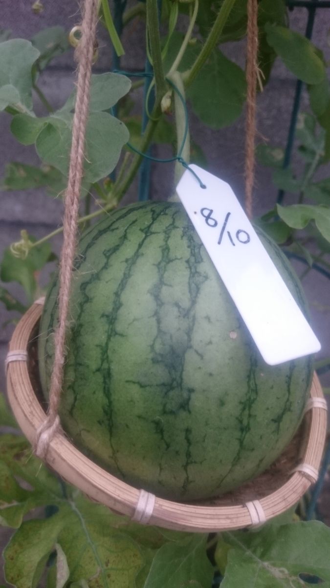 鉢植えスイカ2019🍉 9月5日