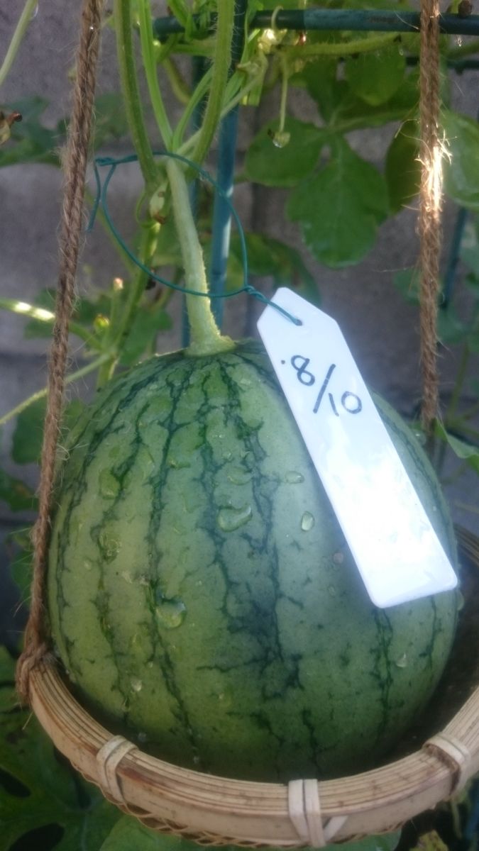 鉢植えスイカ2019🍉 9月6日