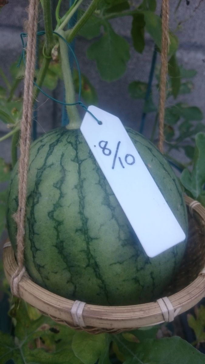 鉢植えスイカ2019🍉 9月7日