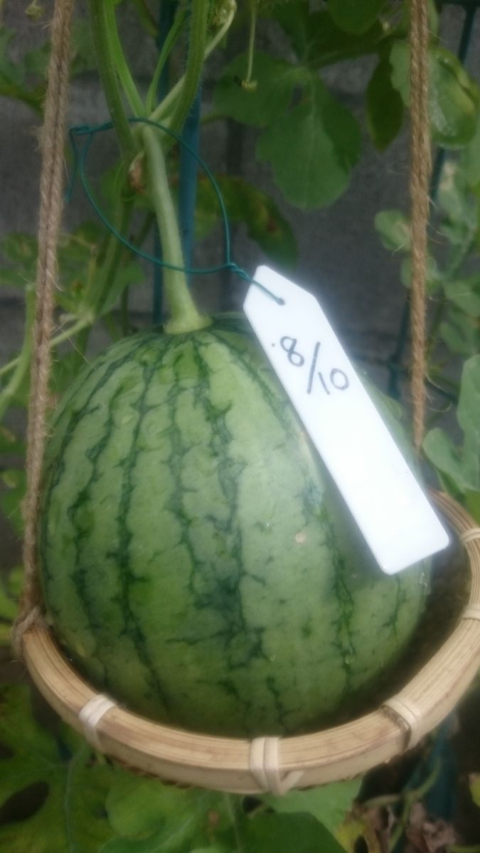 鉢植えスイカ2019🍉 9月8日