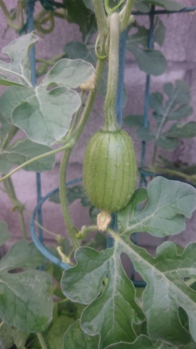 鉢植えスイカ2019🍉 ８月12日