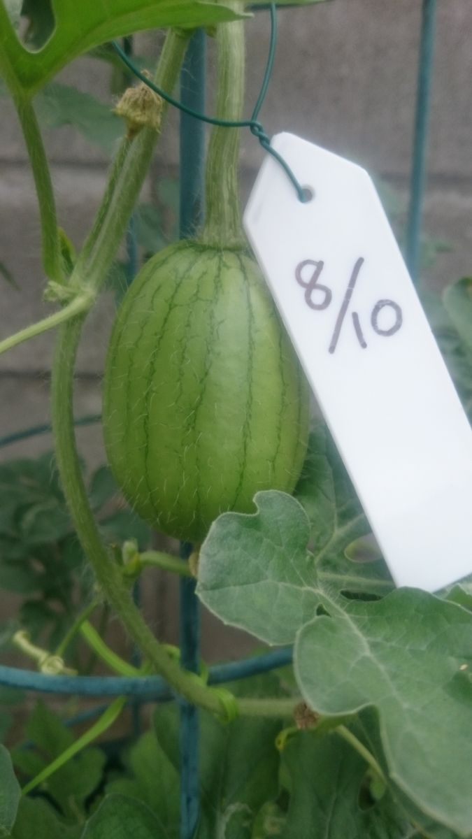 鉢植えスイカ2019🍉 8月13日