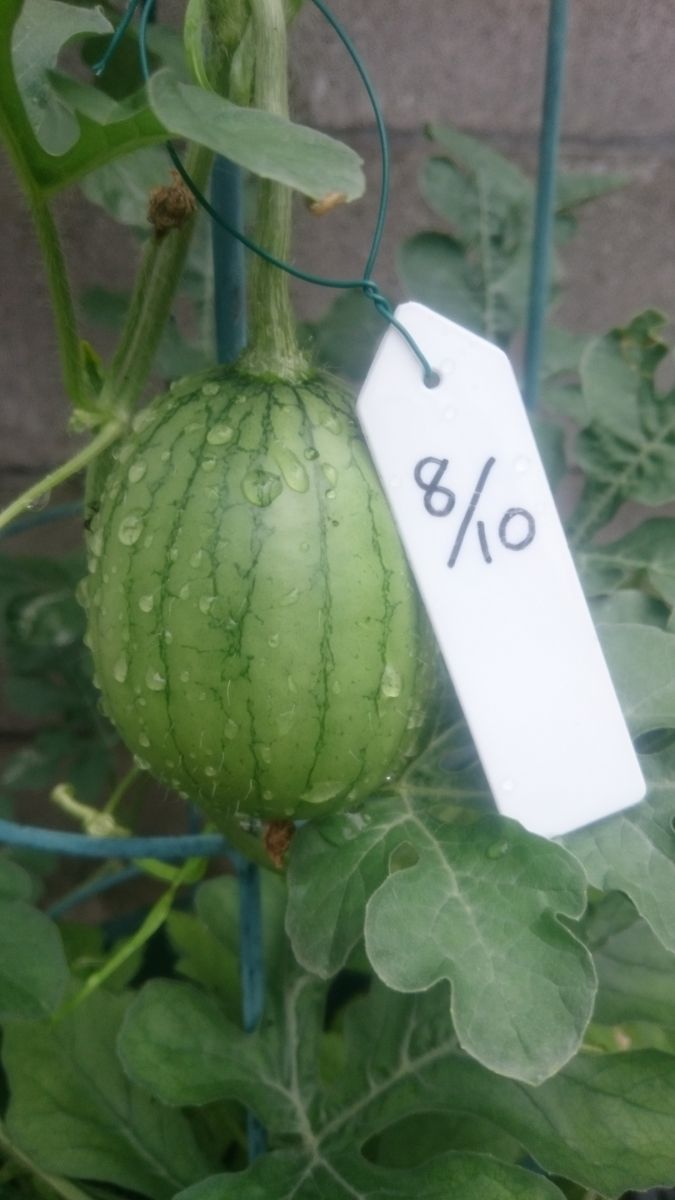 鉢植えスイカ2019🍉 8月14日