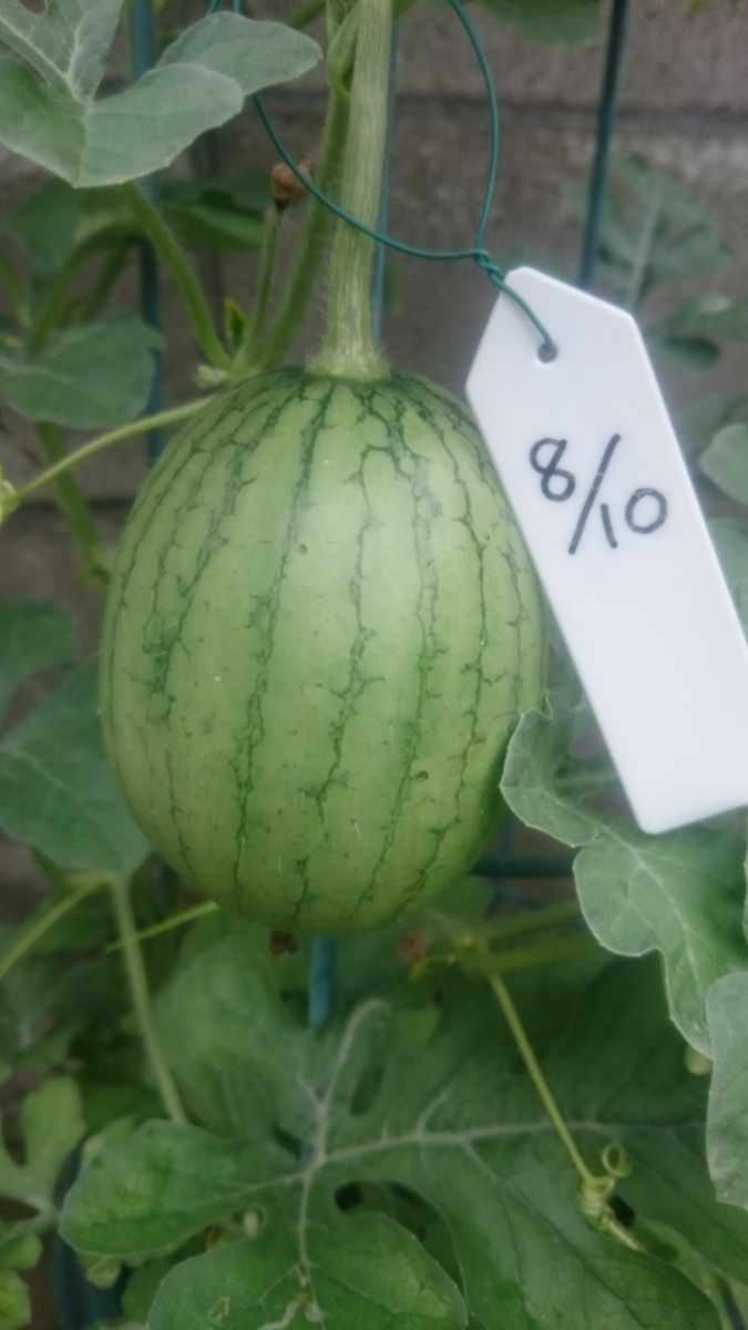 鉢植えスイカ2019🍉 8月15日