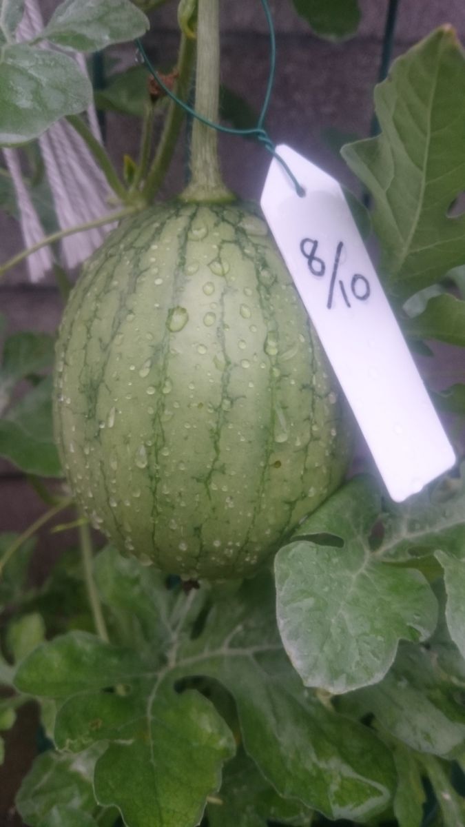 鉢植えスイカ2019🍉 8月16日