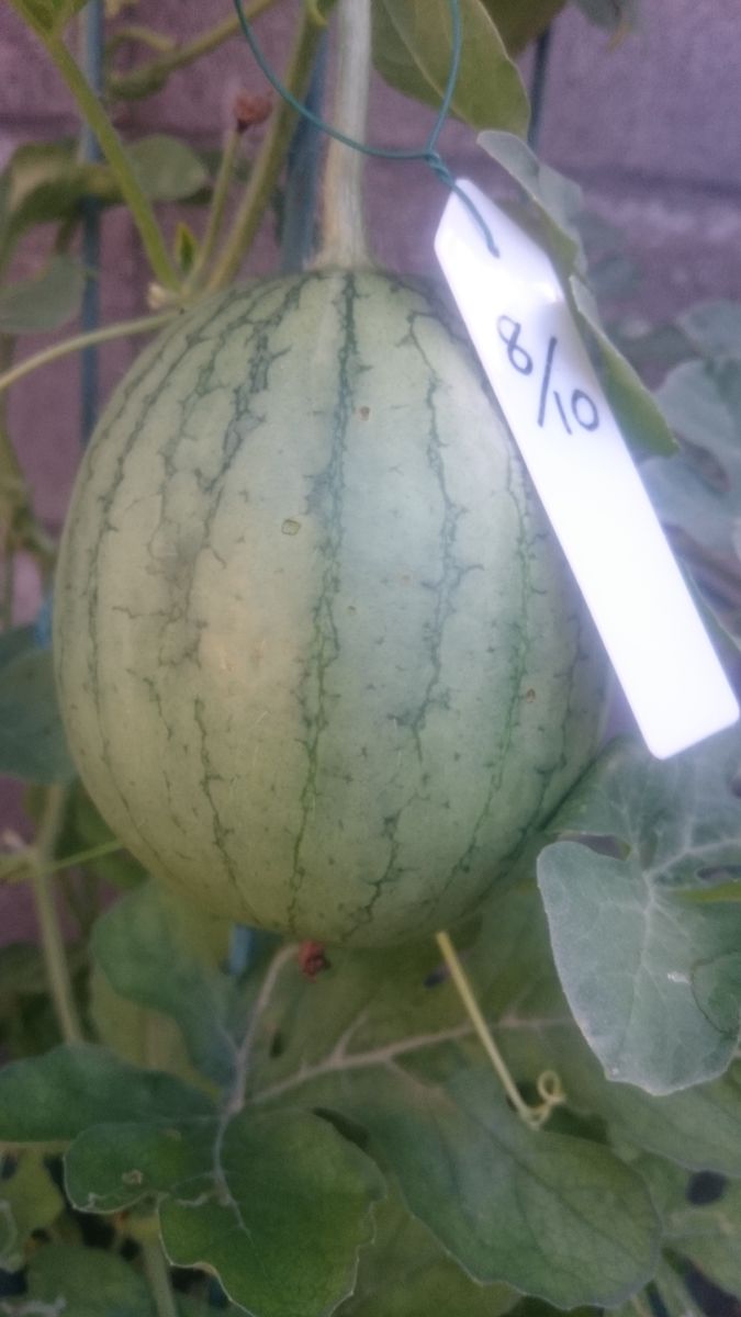 鉢植えスイカ2019🍉 8月17日