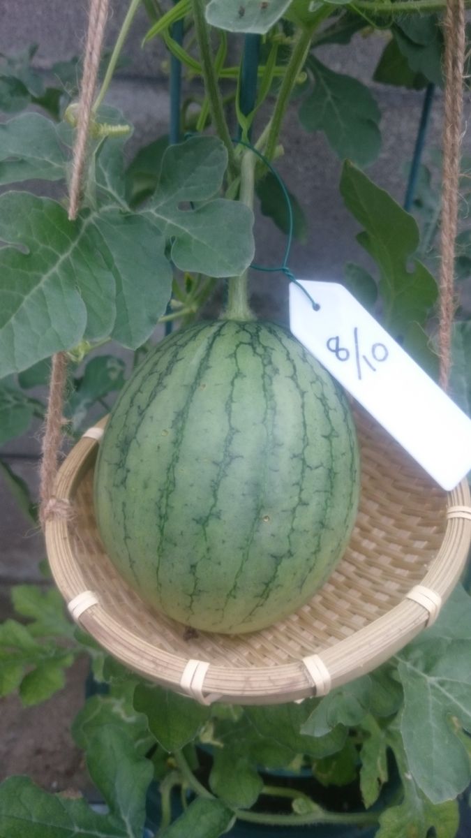 鉢植えスイカ2019🍉 8月18日