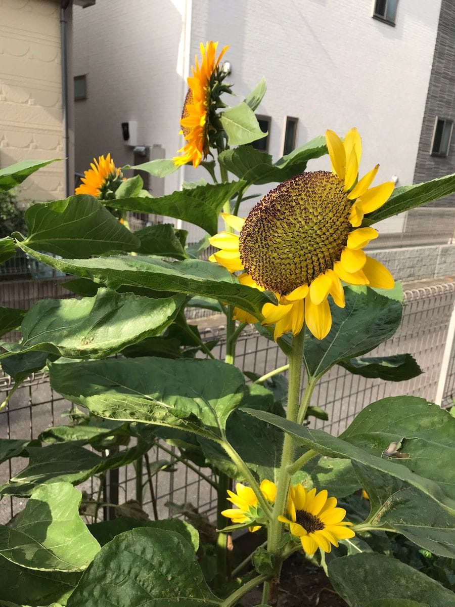 夏 太陽に向かって