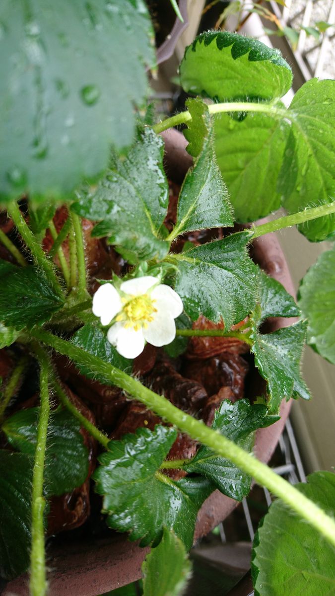 誕生日のいちご 初花です！