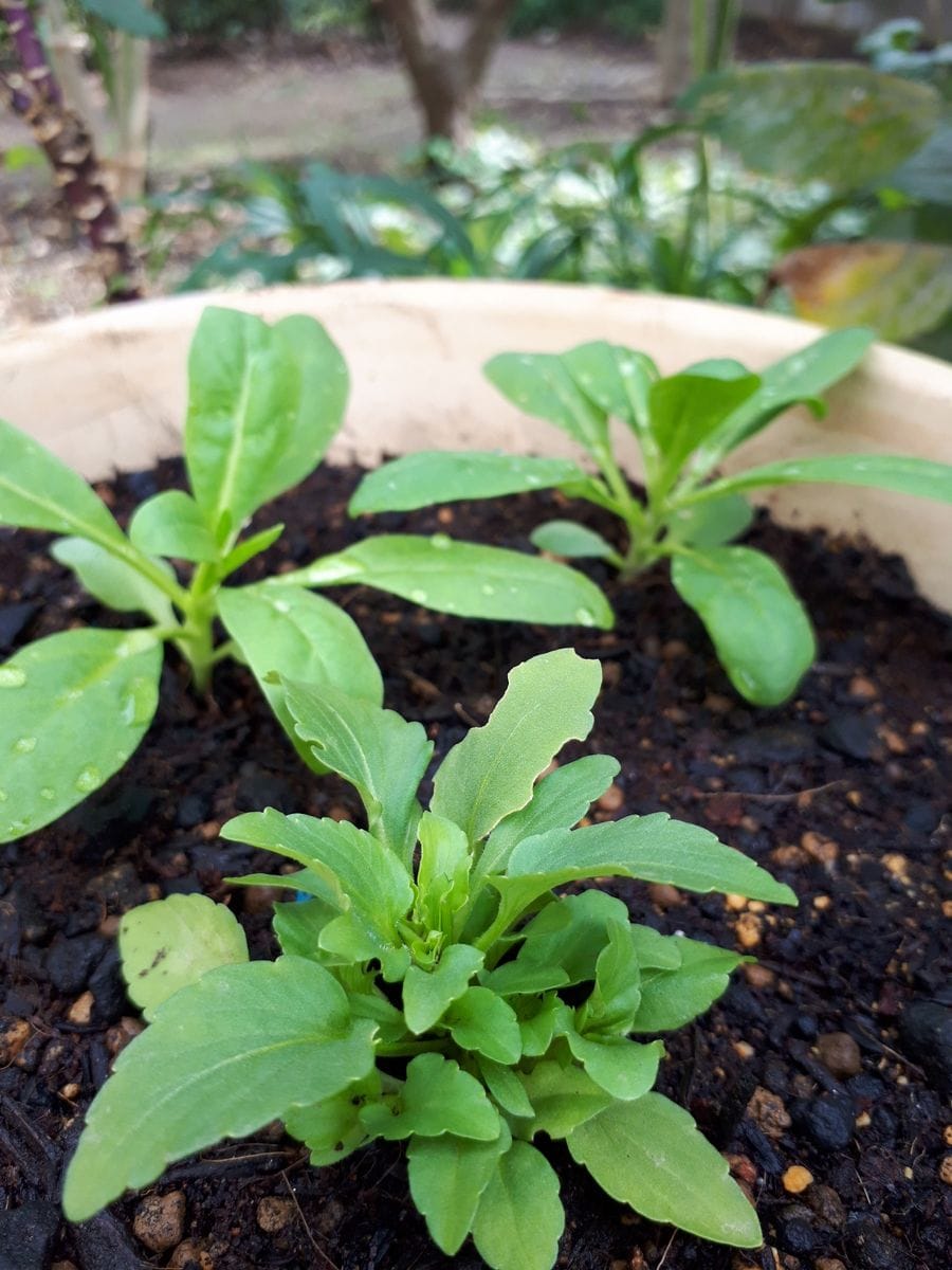 初めてのビオラ🌼バニーイヤー🐰 定植🌱