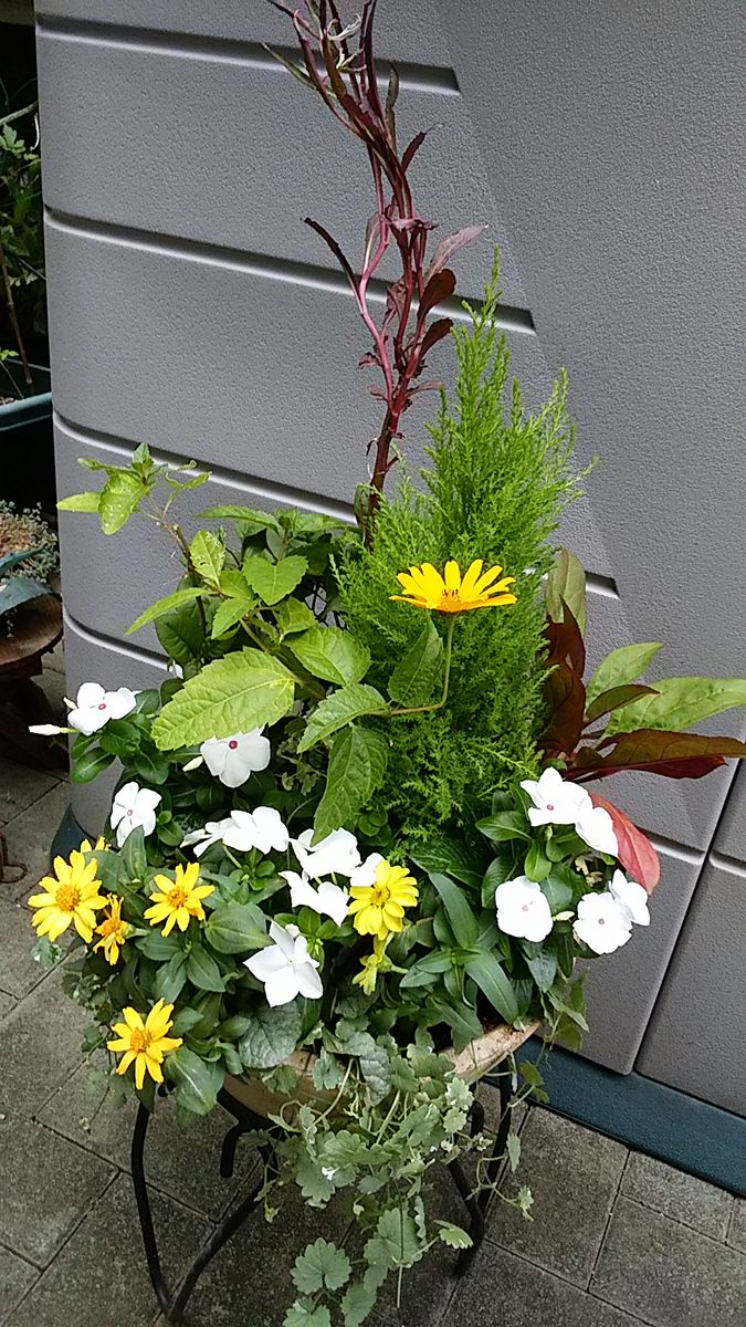 課題  夏の寄せ植え💮 今日は、ここまで