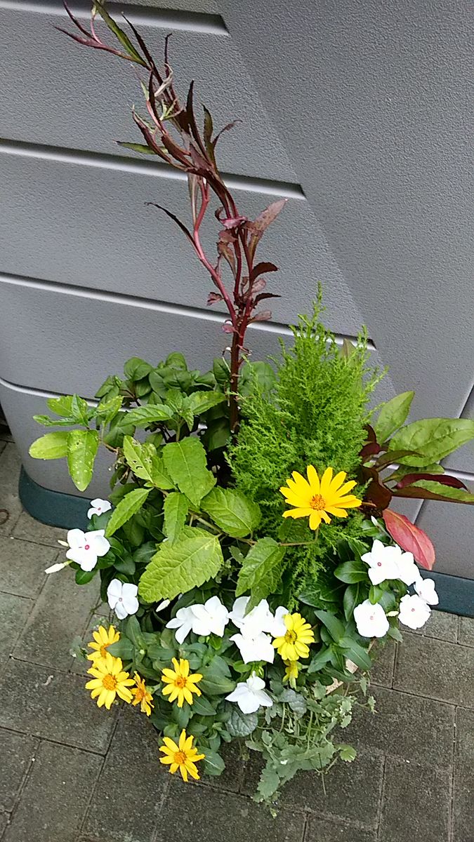 課題  夏の寄せ植え💮