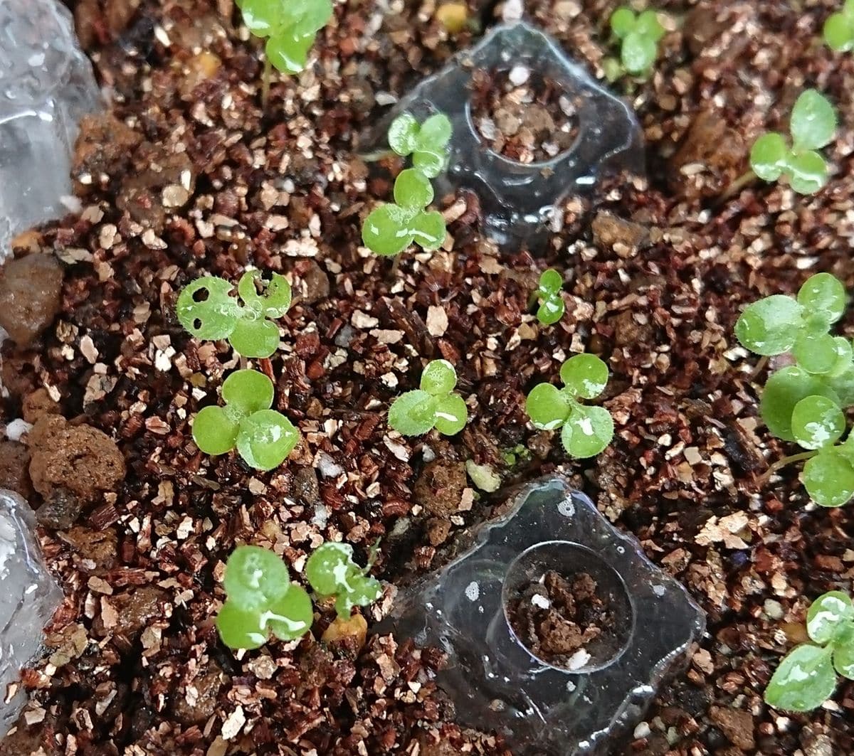 デージーに種から挑戦 虫食い