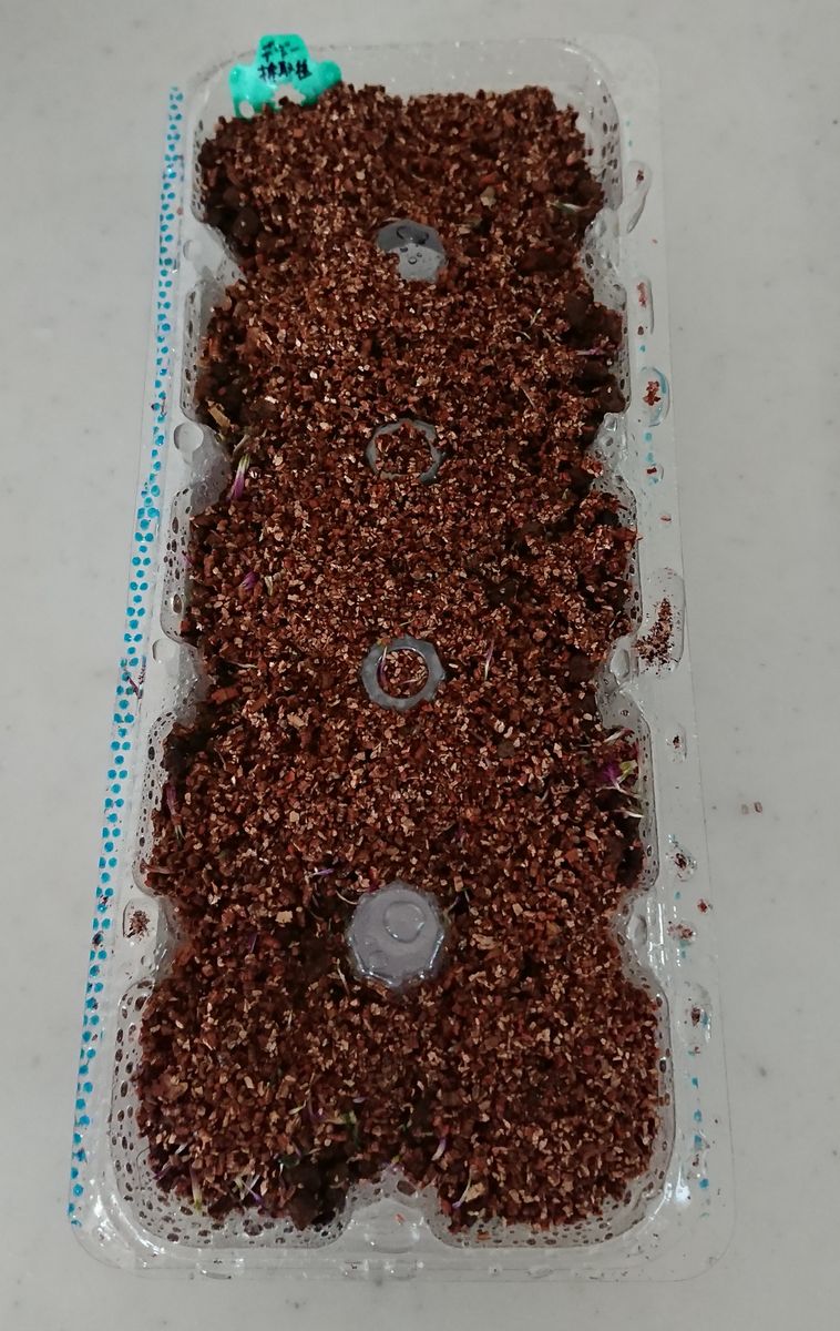 デージーに種から挑戦 種まき①