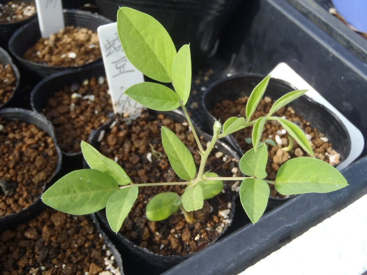 初めての八重咲蝶豆の栽培 ビニールポットにタネを蒔きました。