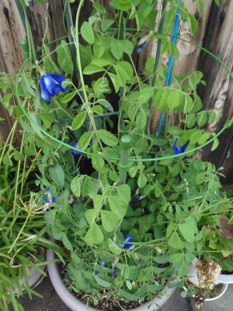 初めての八重咲蝶豆の栽培 初花から２０日後の今、絶え間なく花が・・