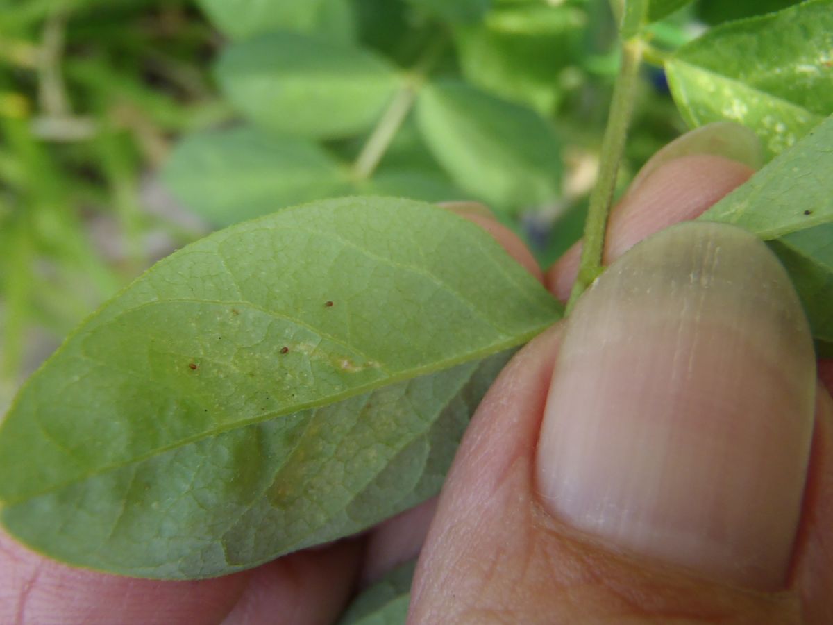 初めての八重咲蝶豆の栽培 葉裏に赤ダニが発生