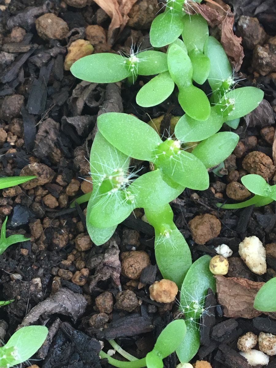 ドラゴンフルーツを食べた後、残っていたこのタネをまきました どの芽もサボテンらしい本葉