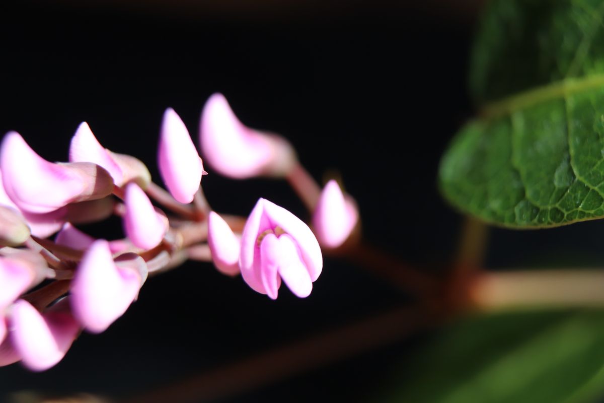 ハーデンベルギア 開花はじめ