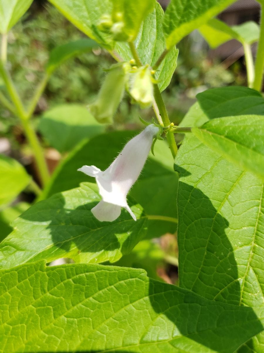 🔰初めての黒ゴマチャレンジ💪😊🎵 🎉開花～🎵😍🎵