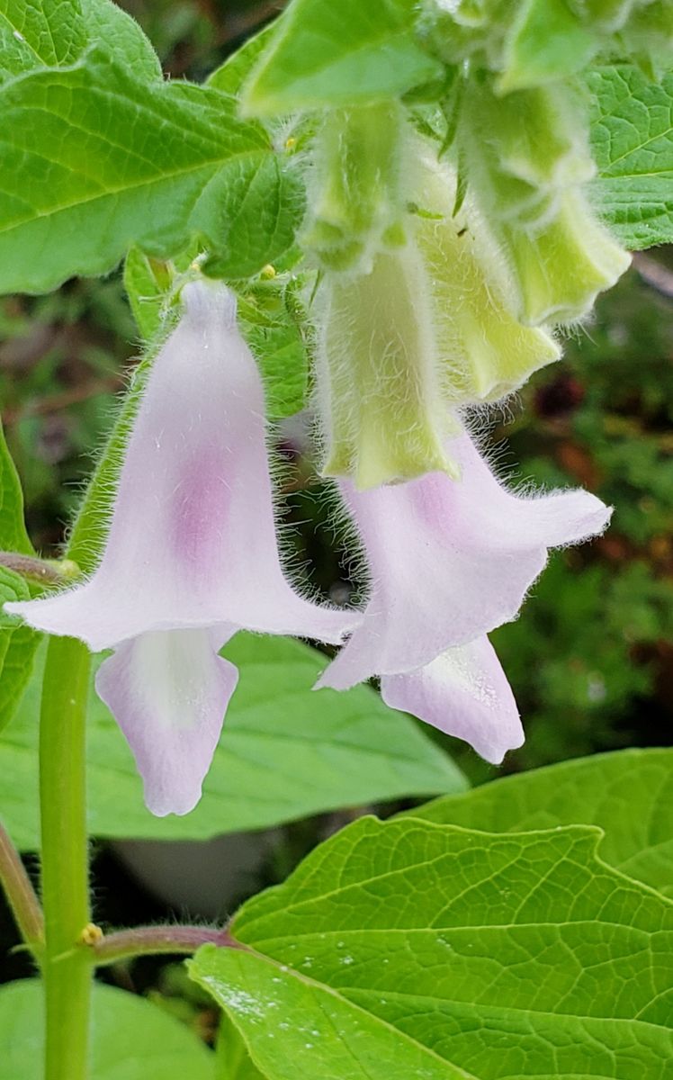 🔰初めての黒ゴマチャレンジ💪😊🎵 お顔、拝見👀👀🎵❗