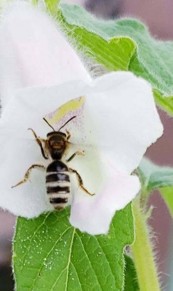 🔰初めての黒ゴマチャレンジ💪😊🎵 🐝マリンルックの訪問者