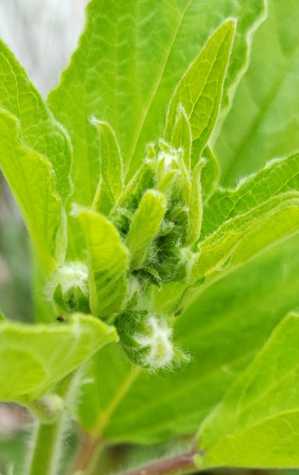 🔰初めての黒ゴマチャレンジ💪😊🎵 花芽