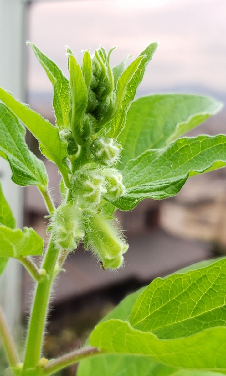 🔰初めての黒ゴマチャレンジ💪😊🎵 花芽の生長