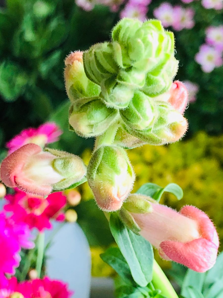 スナップドラゴンで春の訪れを感じる🎵 開花目前‼︎