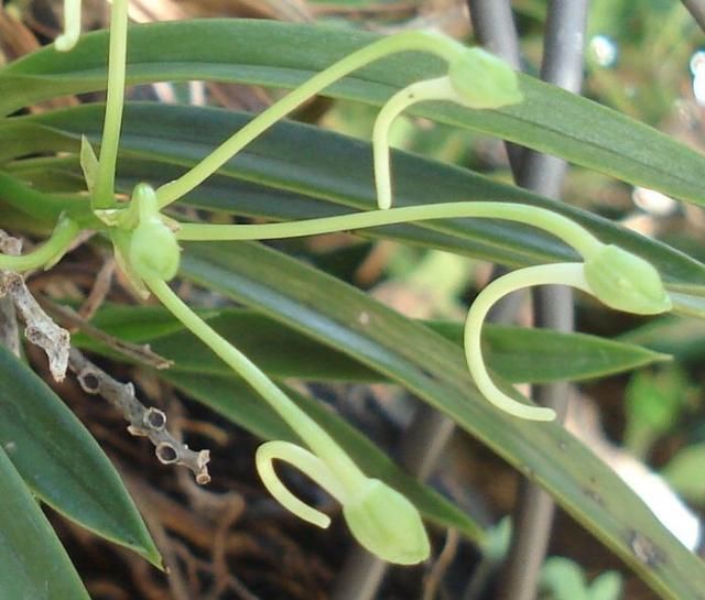 フウランよ蘇れ 花芽が順調に伸びてます