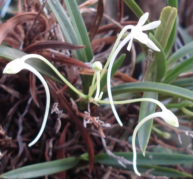 フウランよ蘇れ 1つだけ花が開きました。