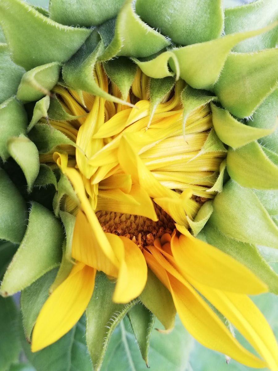 ミニ咲ひまわり🌻種から水耕栽培 ひまわりの様子