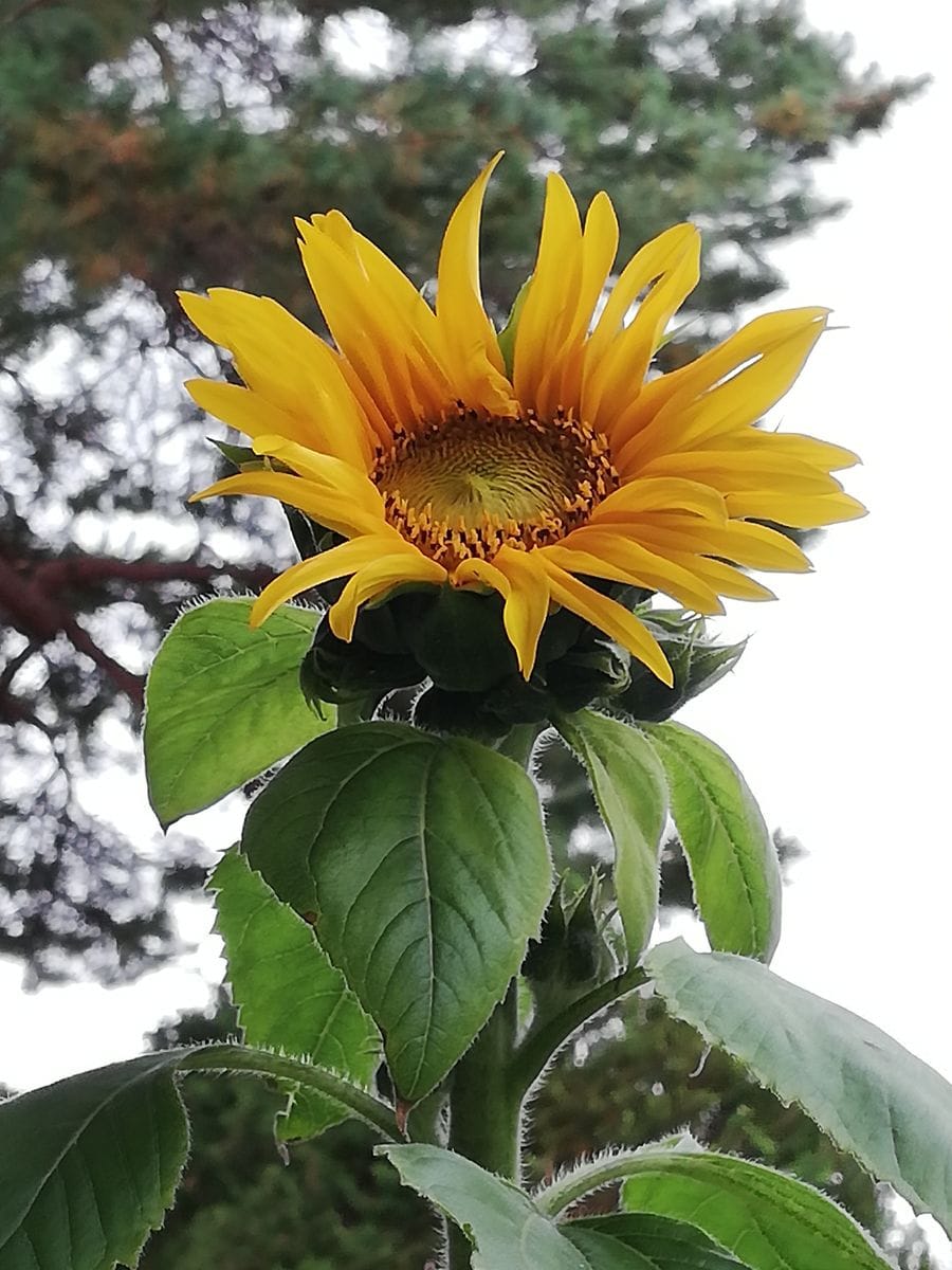 ミニ咲ひまわり🌻種から水耕栽培 開花しました