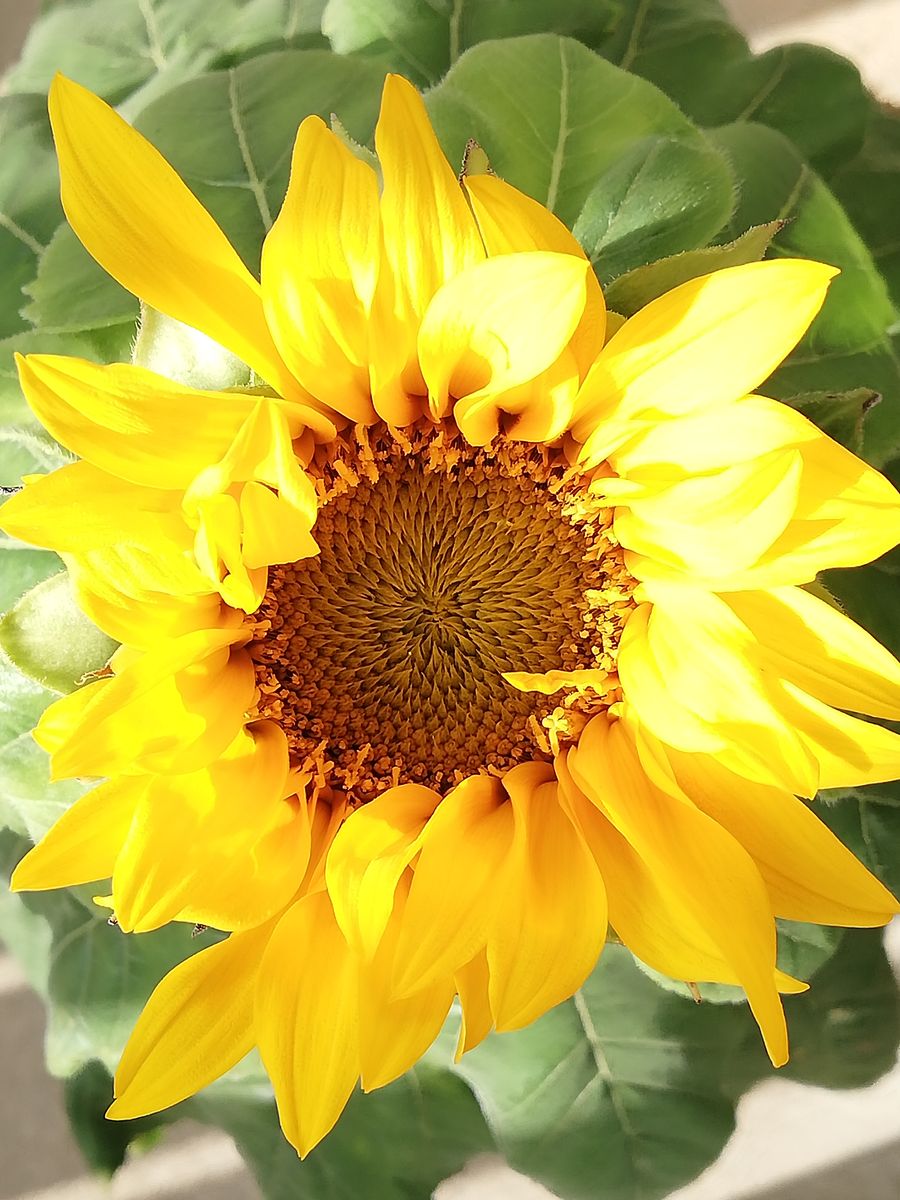 ミニ咲ひまわり🌻種から水耕栽培 もう一方のひまわりも開花しました