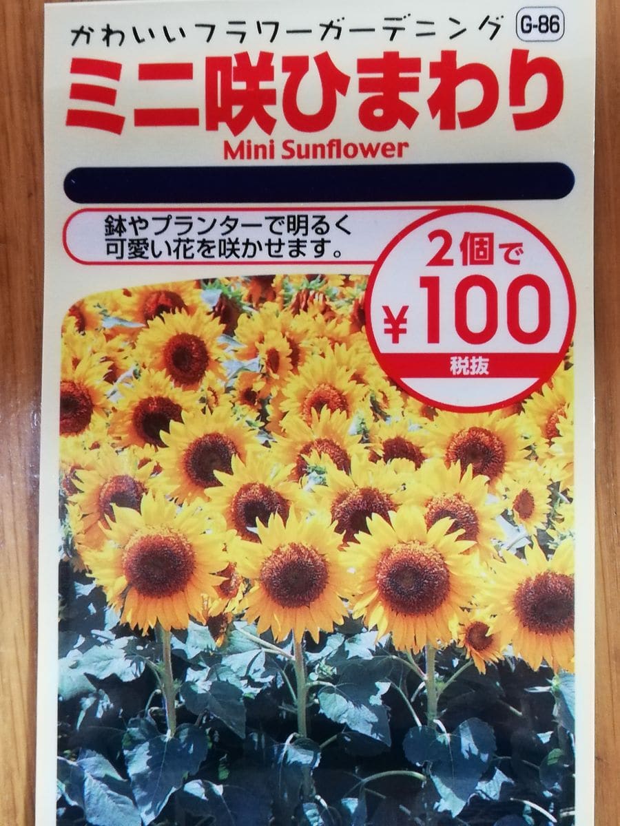 ミニ咲ひまわり🌻種から水耕栽培