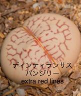 ディンティランサスバンジリー extra red linesの実生チャレンジ