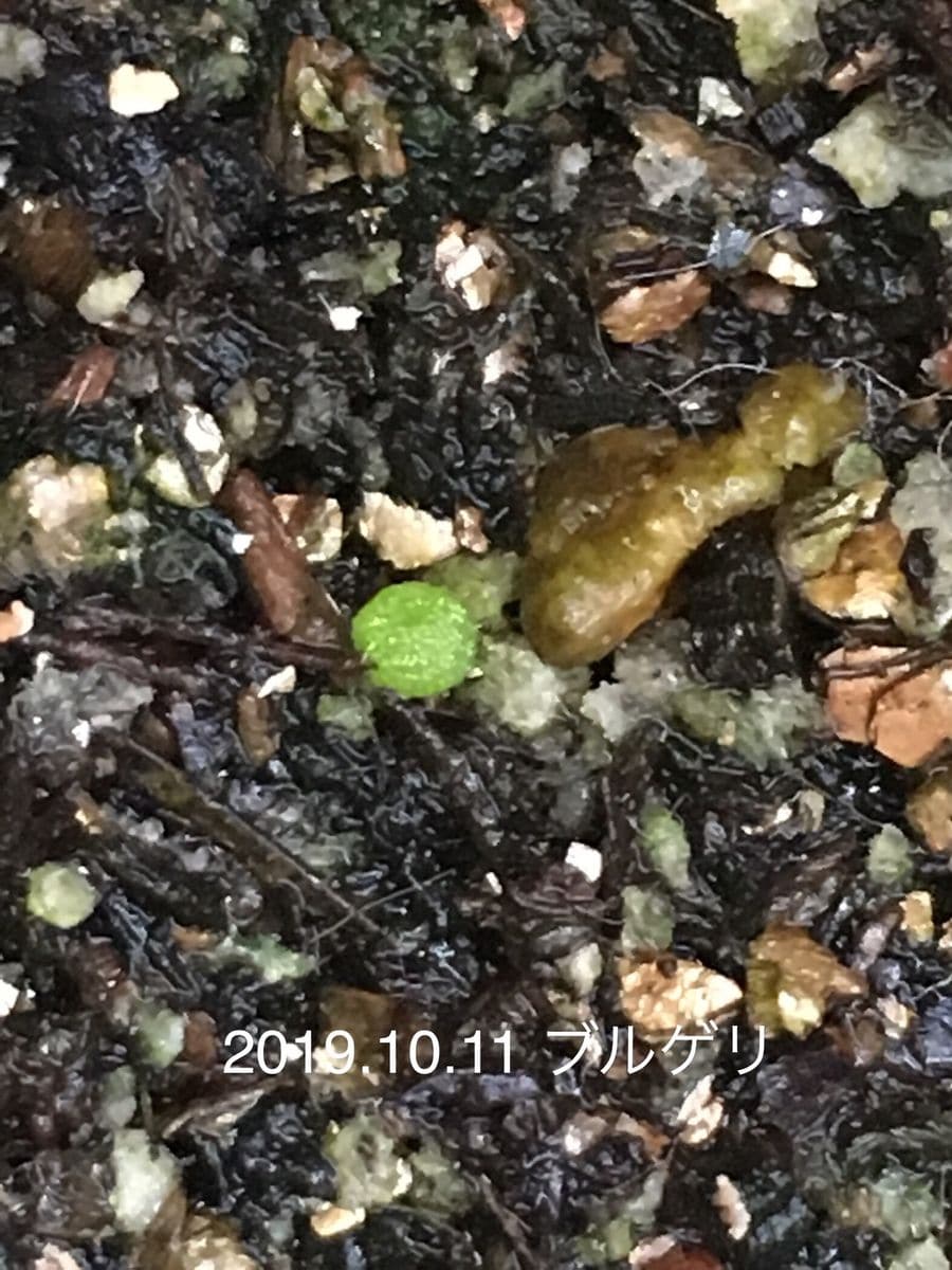 コノフィツム・ブルゲリ（Conophytum burgeri）の実生チャレンジ 2019.10.11