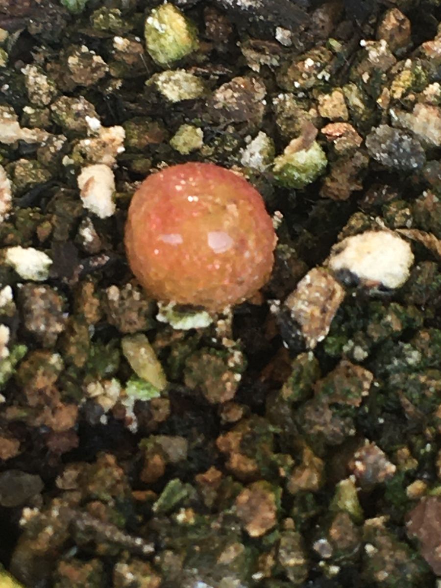 コノフィツム・ブルゲリ（Conophytum burgeri）の実生チャレンジ 春になり、お日様浴びて紅に