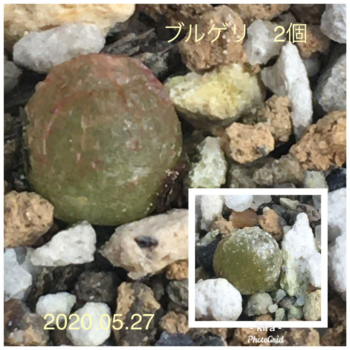 コノフィツム・ブルゲリ（Conophytum burgeri）の実生チャレンジ 梅雨目前