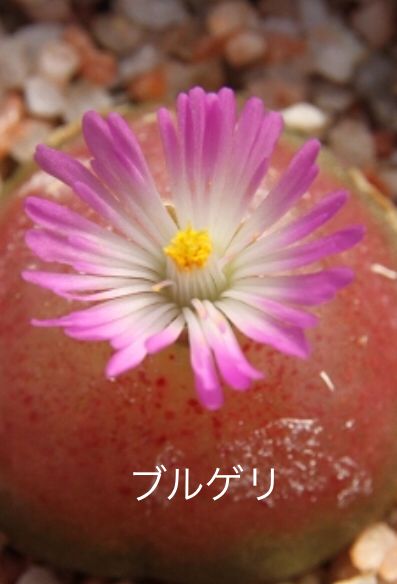 コノフィツム・ブルゲリ（Conophytum burgeri）の実生チャレンジ