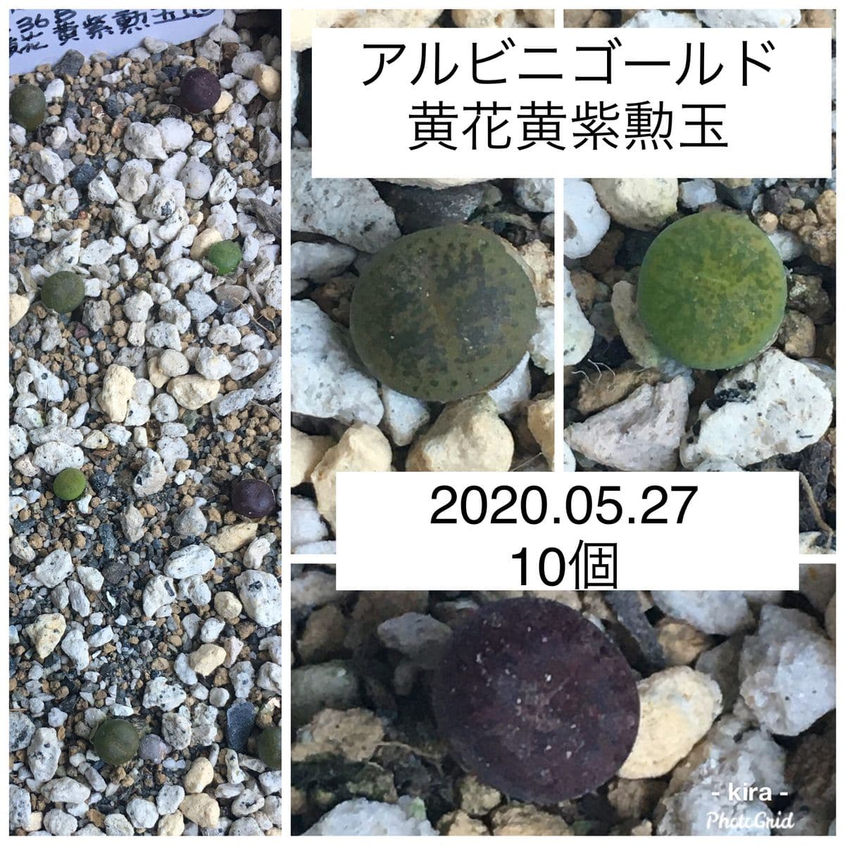 黄花黄紫勲 C36B （アルビニゴールド）の実生チャレンジ 2020.05.27 初脱皮も完了