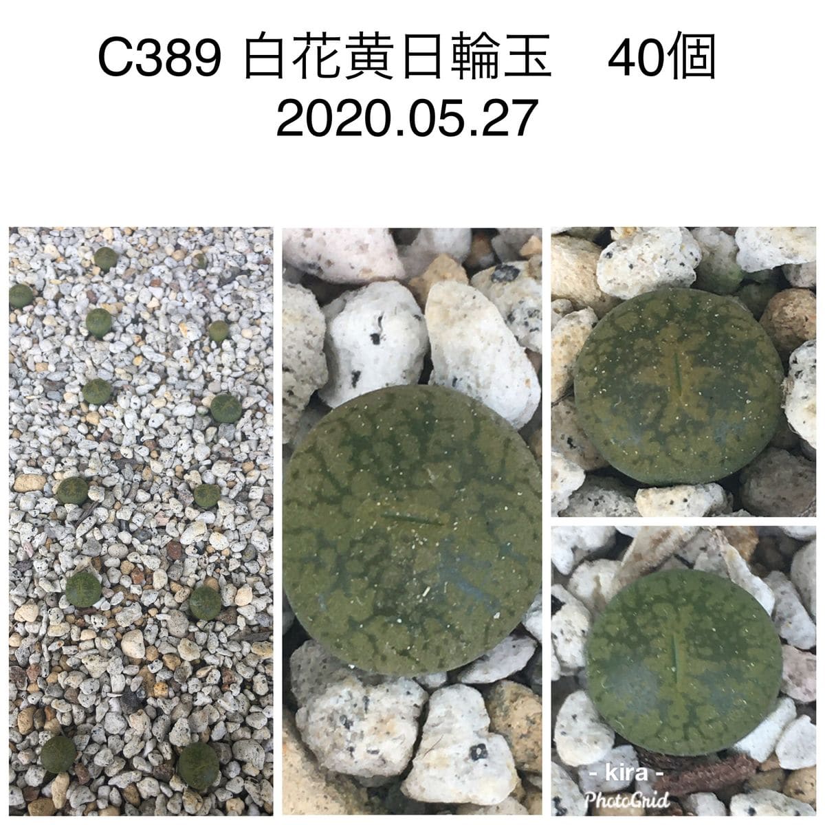 C389 白花黄日輪玉（ベティズベリル）の実生チャレンジ 2020.05.27