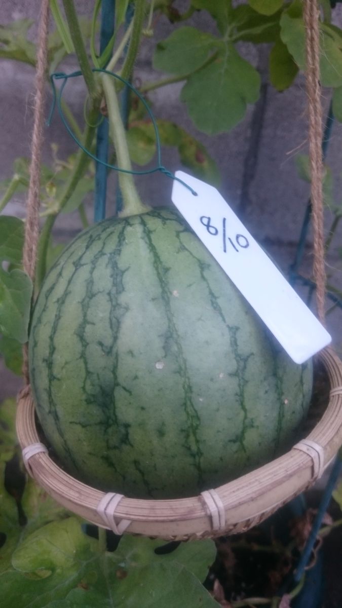 続、鉢植えスイカ2019🍉 9月10日