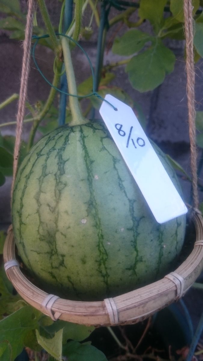 続、鉢植えスイカ2019🍉 9月12日