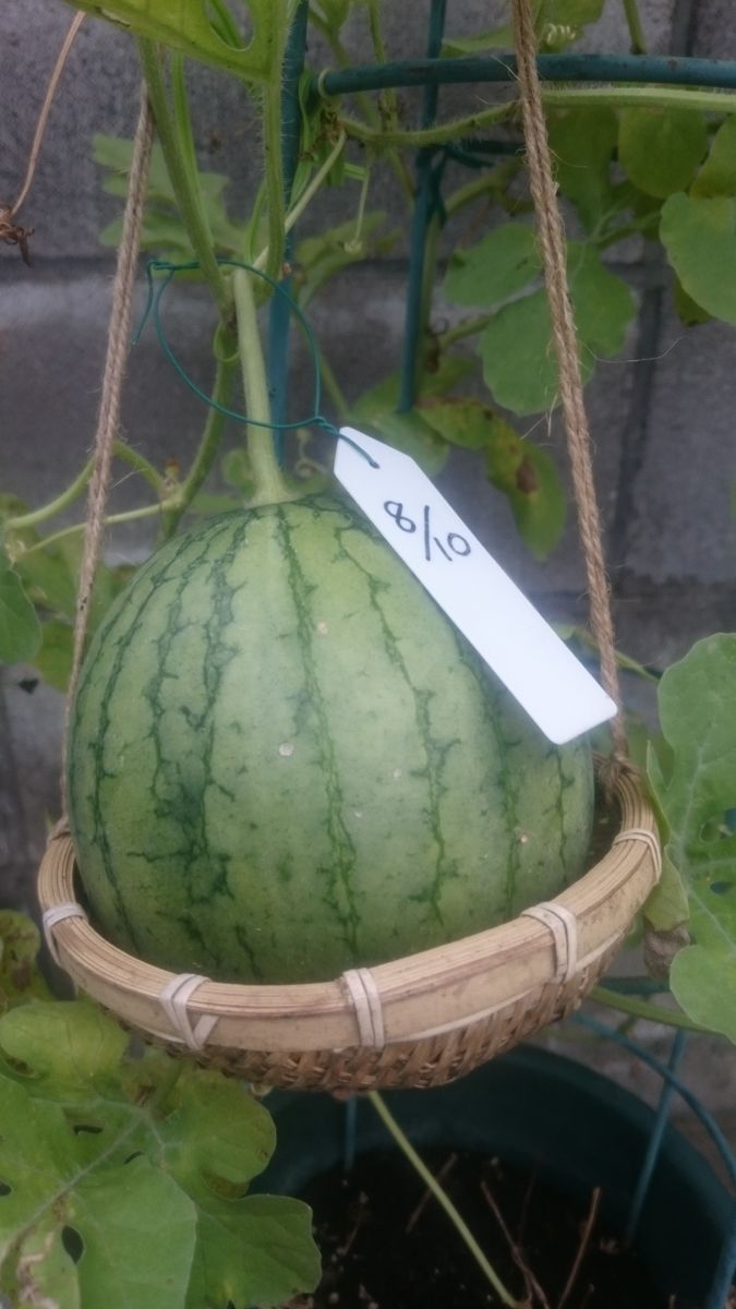 続、鉢植えスイカ2019🍉 9月14日